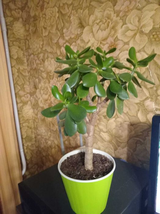 Комнатные растения Крассула \денежное дерево.