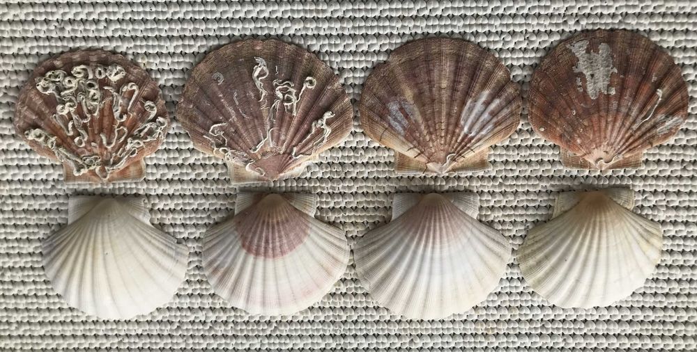 Conchas de Vieiras com Tampa