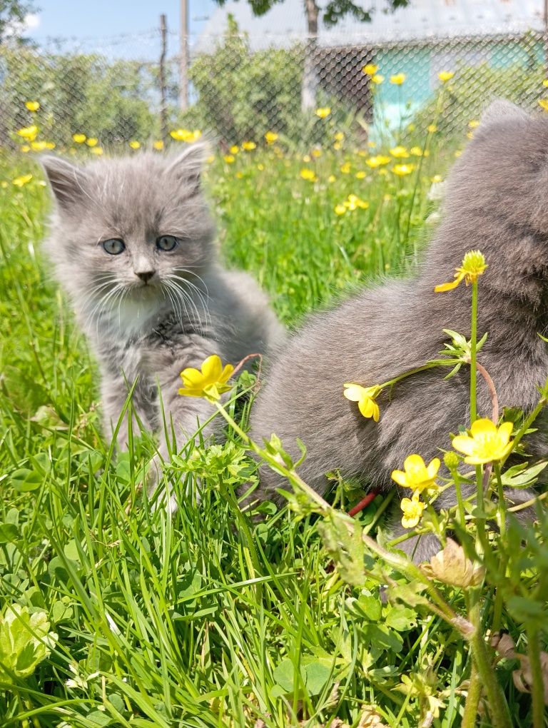 Кошенята в добрі руки