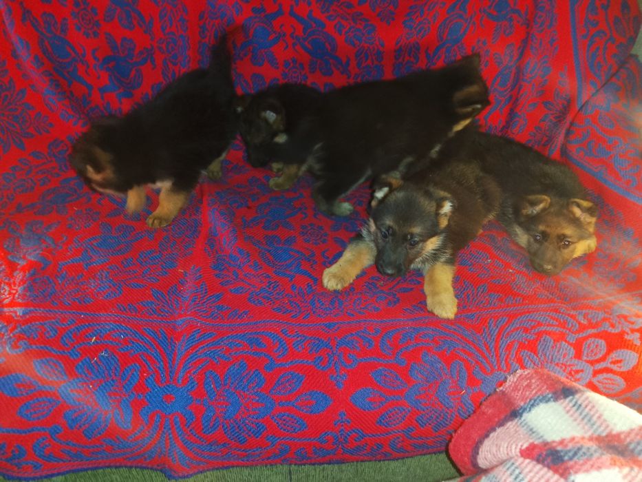 Продам цуциків Німецької вівчарки