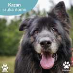 Przemiły Kazan czeka na dom!