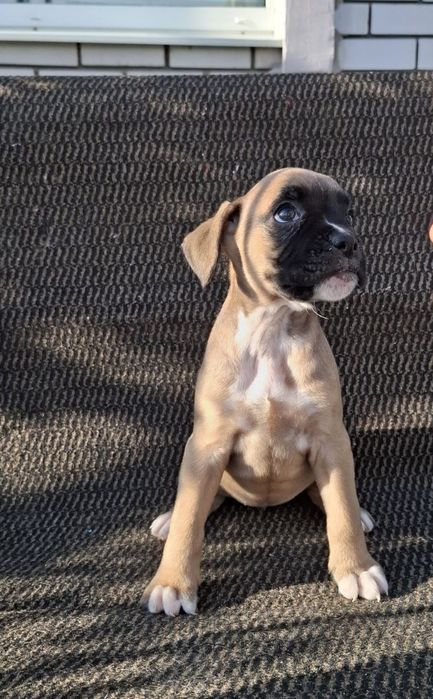 Щенки немецкого боксера