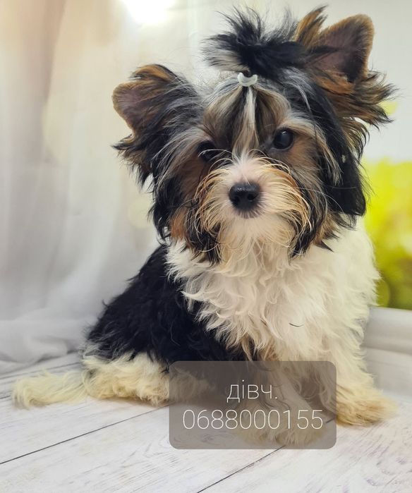 Терміново дівчата бівер йорк КСУ документи.