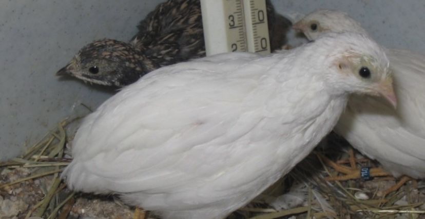 Codorniz chinesa 2025