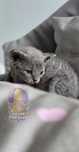Devon Rex *"Kotka Niebieska**Do Rezerwacji