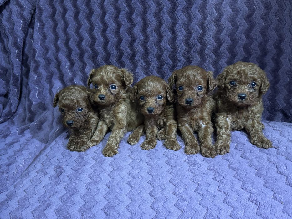 пуделі цуцики 5 тижнів