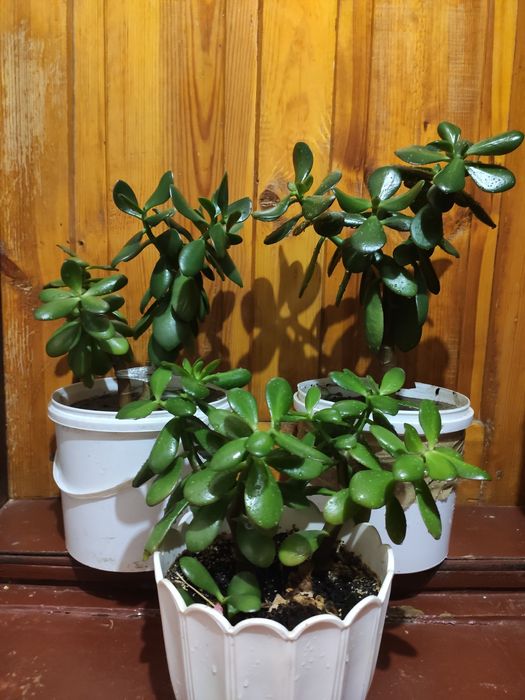 Грошове дерево толстянка