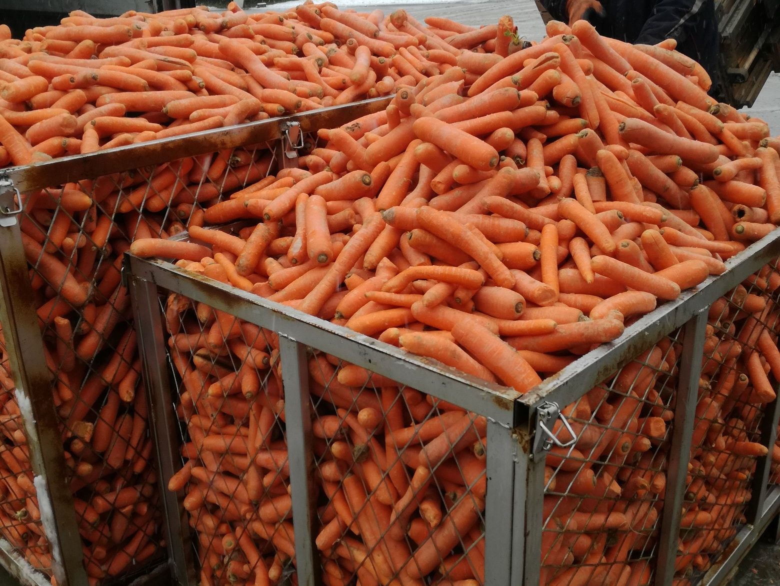 Marchewka 1zł kilogram