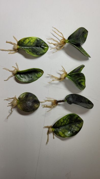 Zamioculcas  / Zamiokulkas Midori Black Emerald