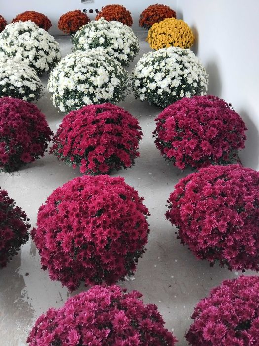 Sprzedam chryzantem drobnokwiatowe