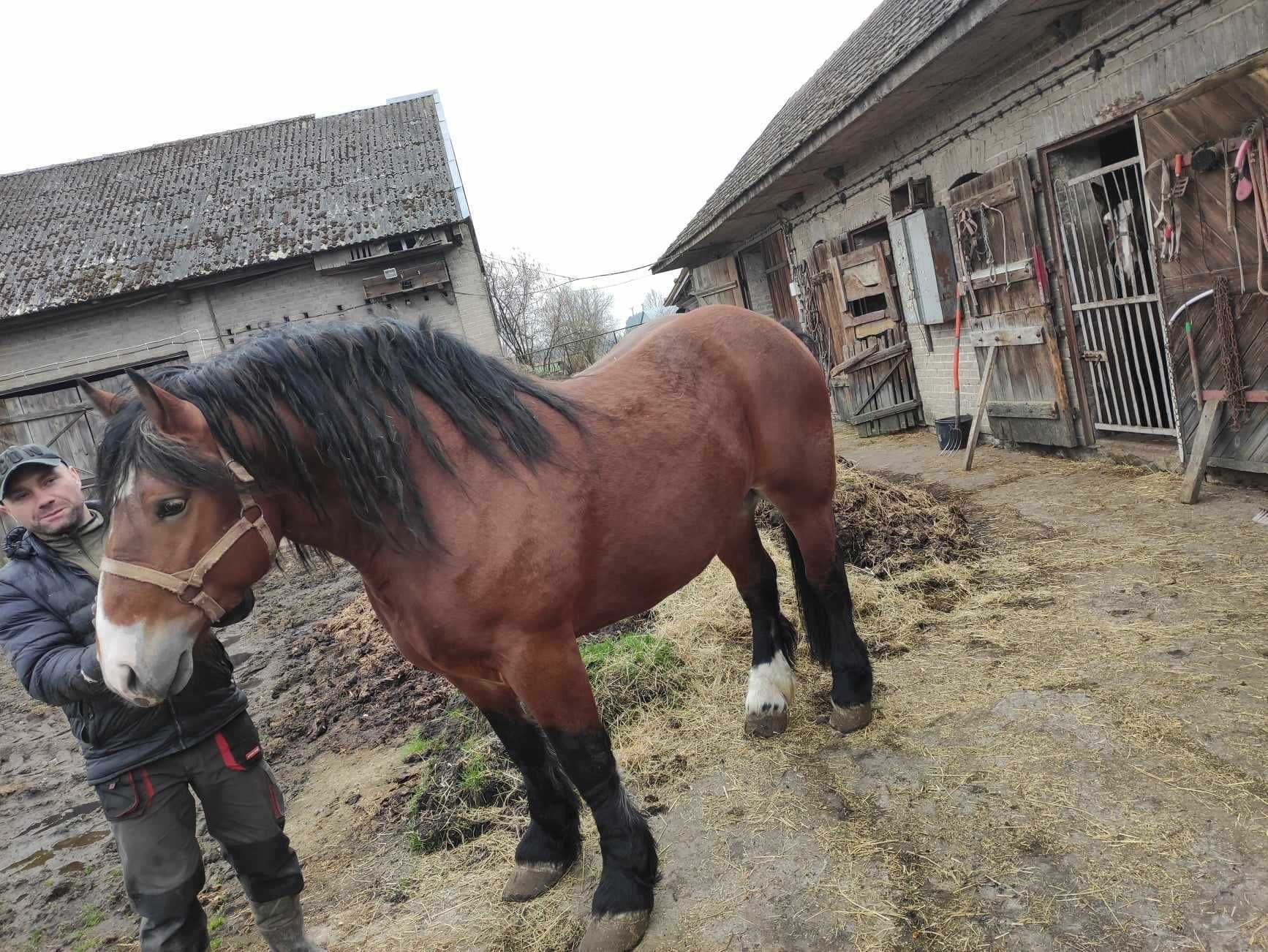 Koń zimno krwisty 4 letni z licencją