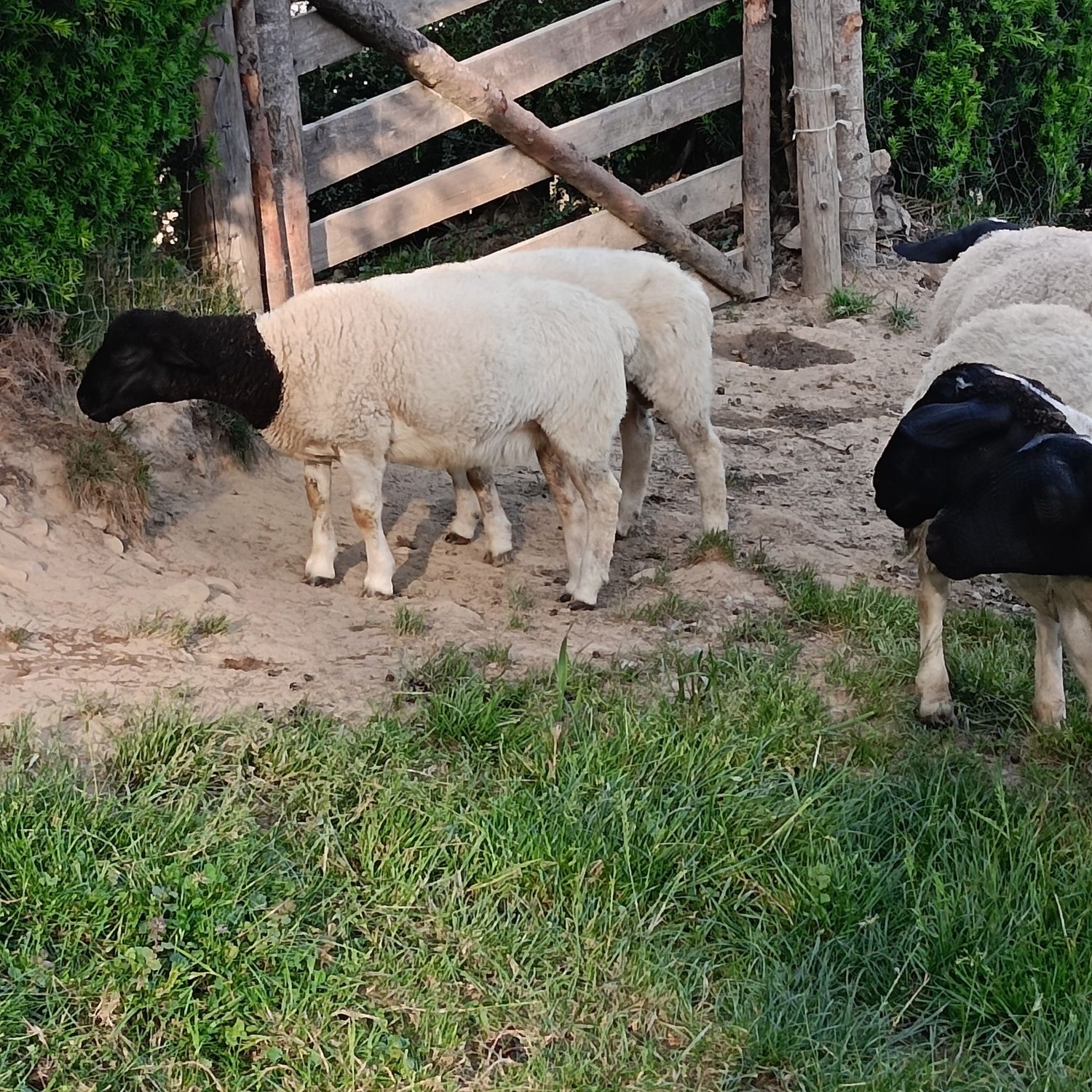Owce dorper owieczka i baranek