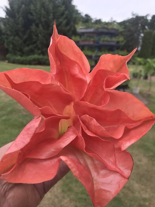 Sadzonka datury wieloletniej odmiany okeiayach pojedynczych i pelnych