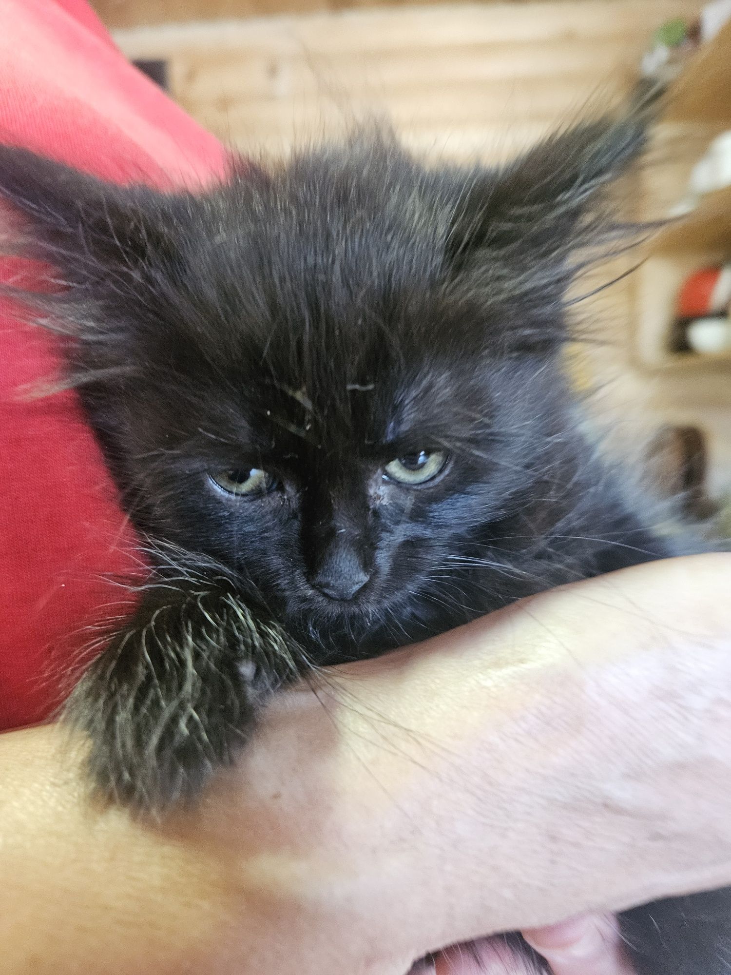 Котенок Кузя,2,5 мес, шоколадного цвета  ищет семью
