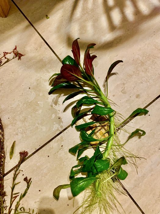 Lobelia repens. Roślinka akwariowa