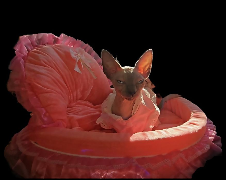 Koteczka sfinks przepiękne oczy .lot sphynx