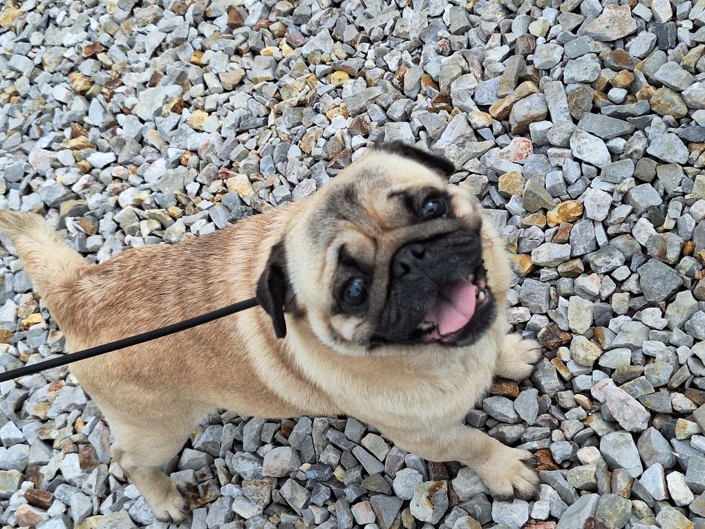 Mops 5 lat z rodowodem FCI szuka domu