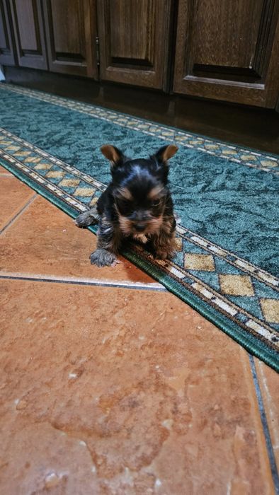 Yorkhire terrier macho