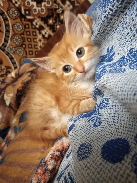 Кошеня руде котик