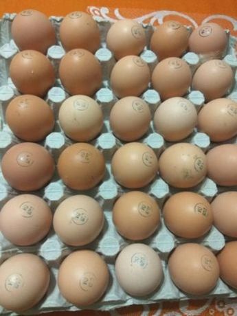 інкубаційне яйце м'ясо-яєчних порід