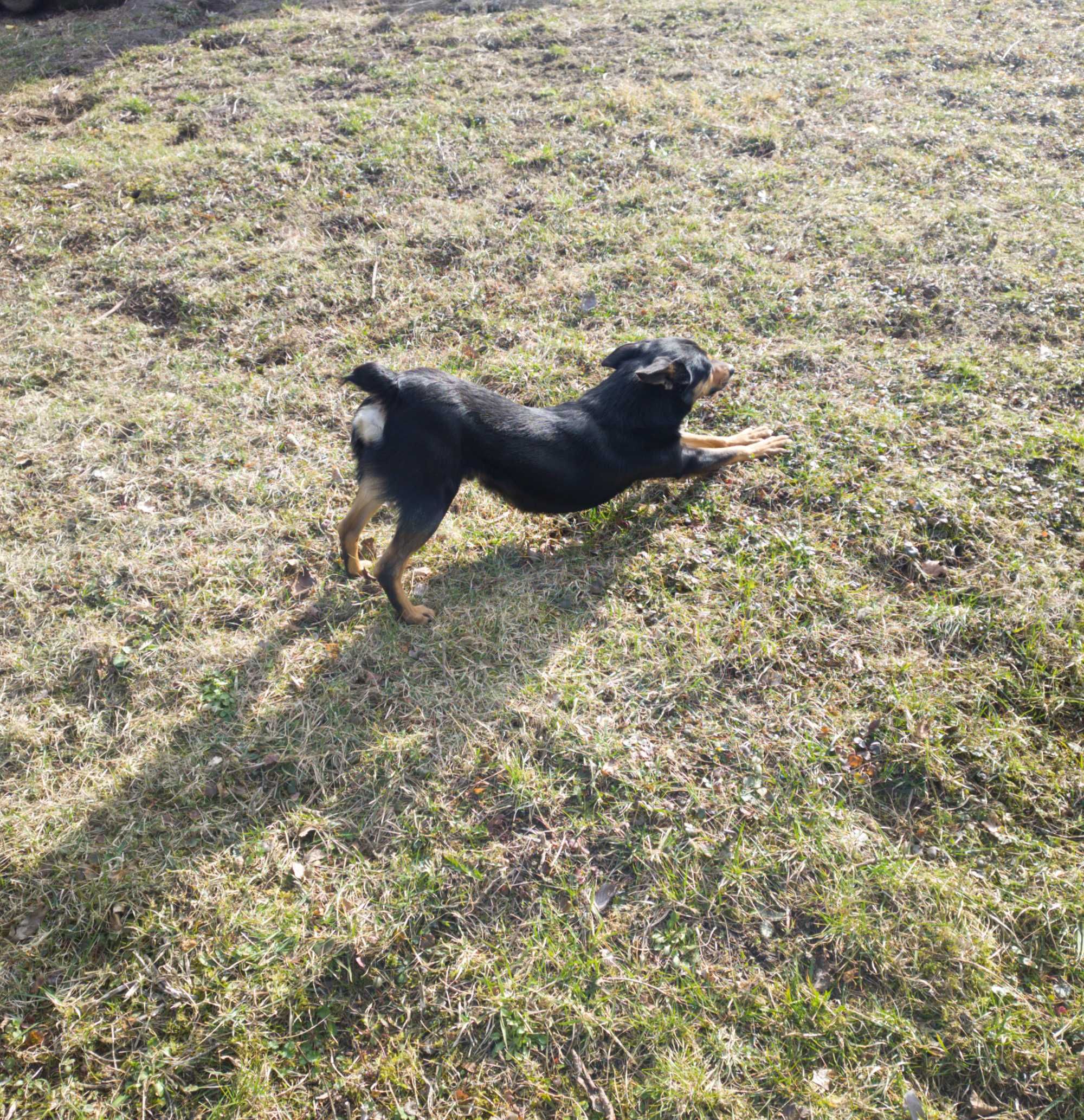 Oddam Pieska za Darmo
