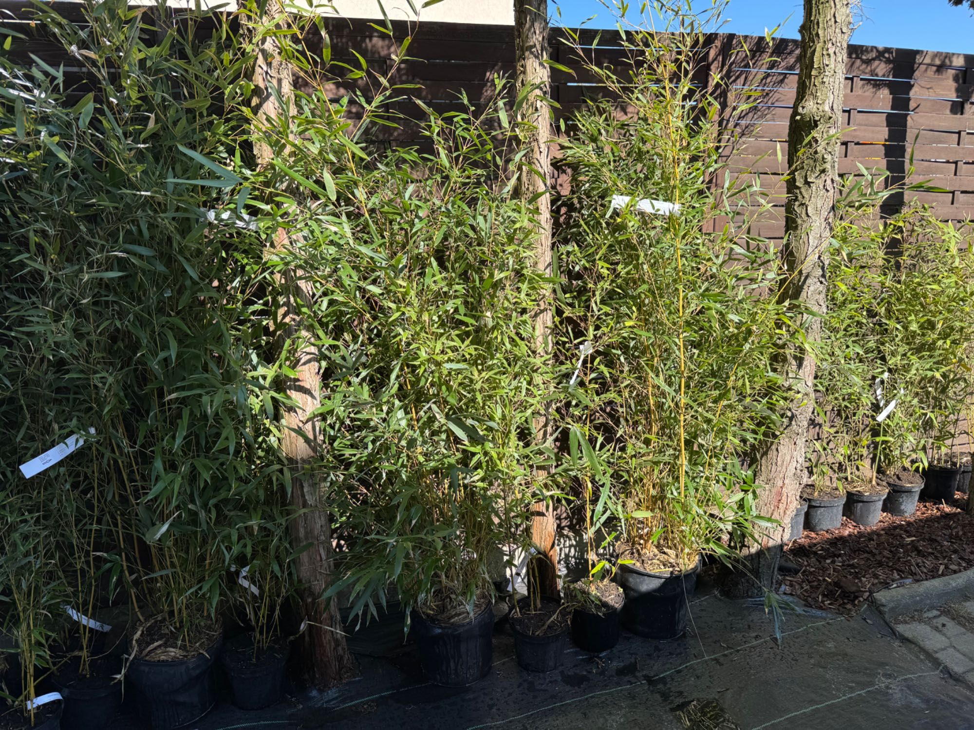 Bambusy Mrozoodporne, Fargesia, phyllostachys, zimozielone,żywopłot