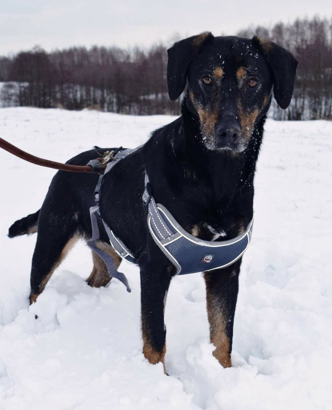 Czarna kochana suczka szuka domu