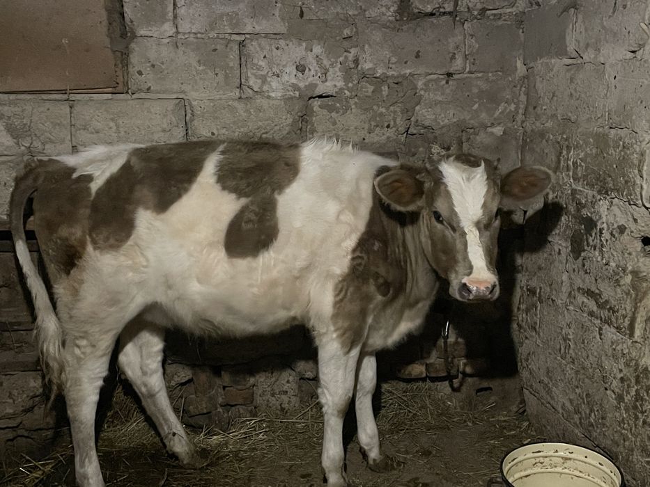 Продам Теличку 9 місяців