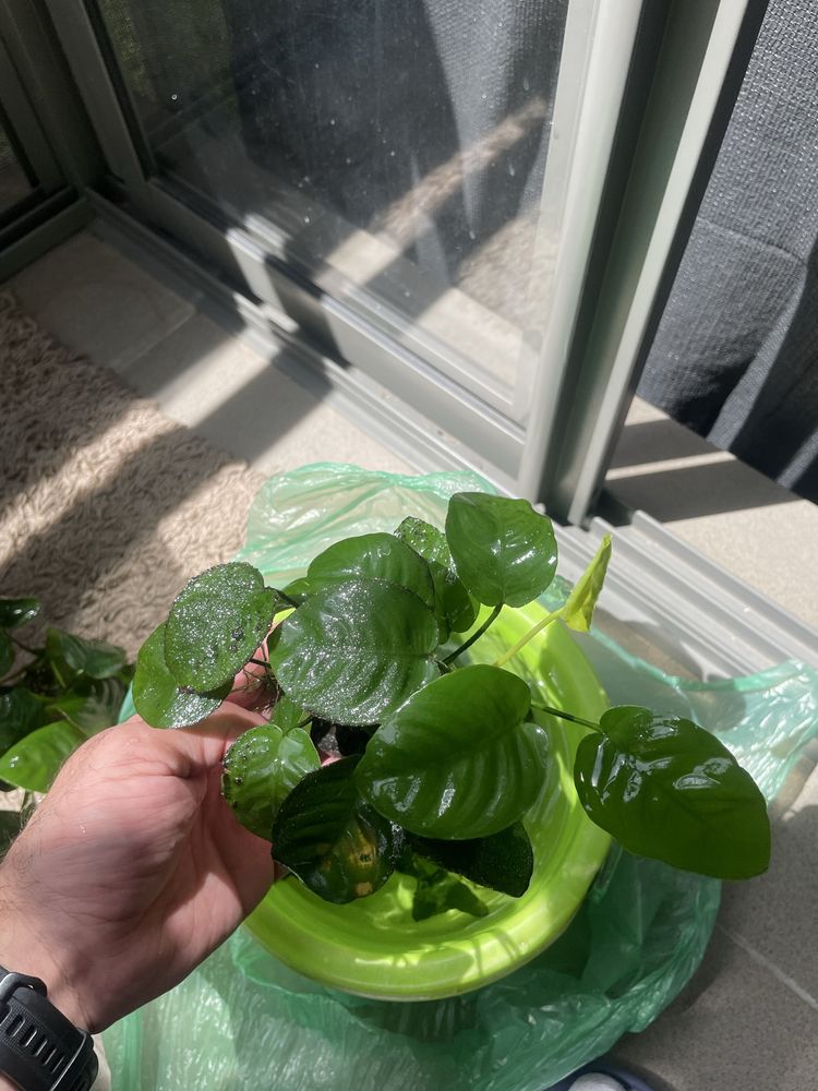 Roslina akwariowa anubias bateri