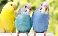 Прикольные малыши волнистых попугаев
