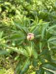 Peonia Piwonia 2 szt. biała