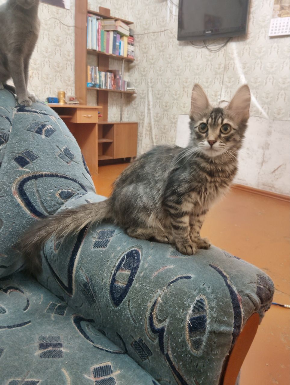 Котёнок Мейн Кун, с документами