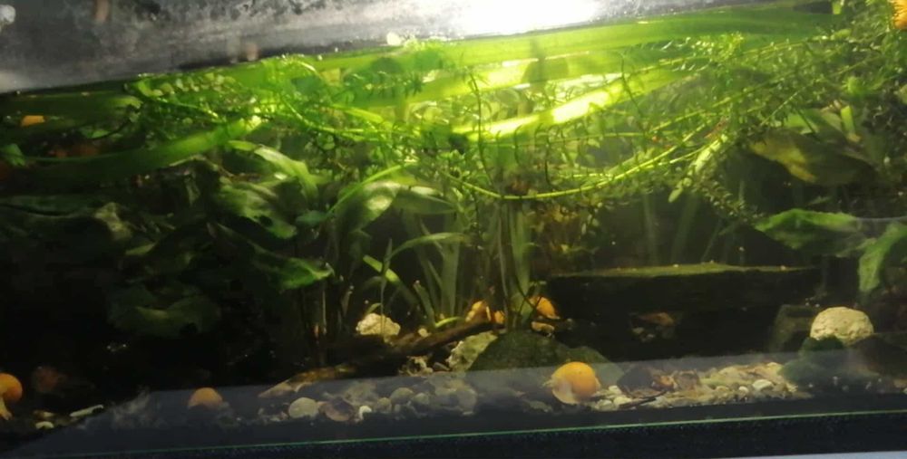 Roślinki i ślimaki,nurzaniec olbrzymi