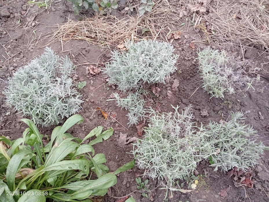 лилейники, колокольчики  карпатский и персиколистный, лаванда