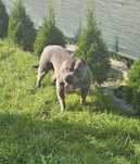 Suczka Amstaff błękitna