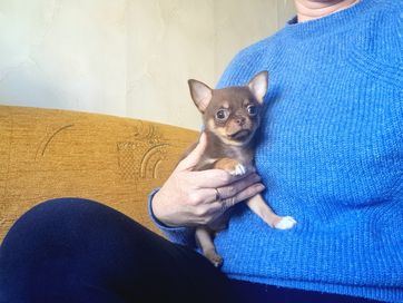 Mini Piesek Chihuahua