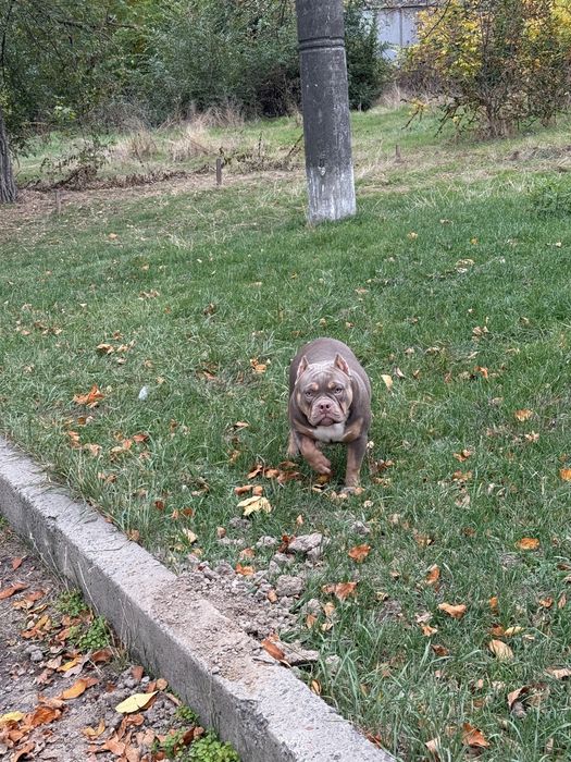 Щенок американского булля