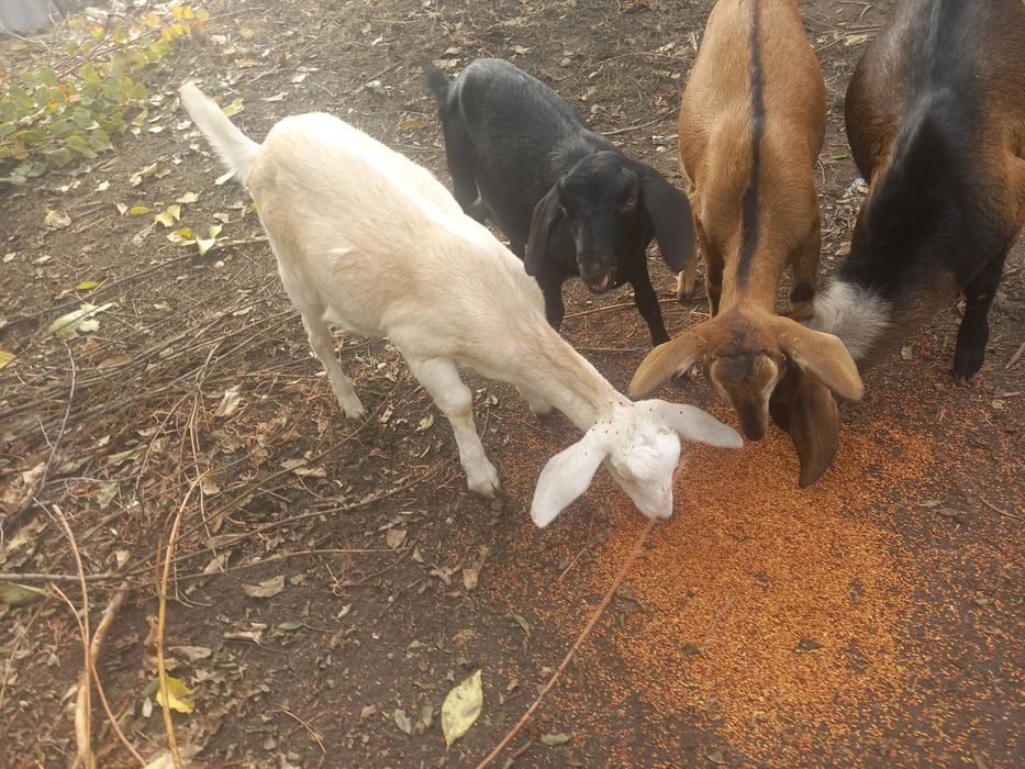 Продам кози козенят.