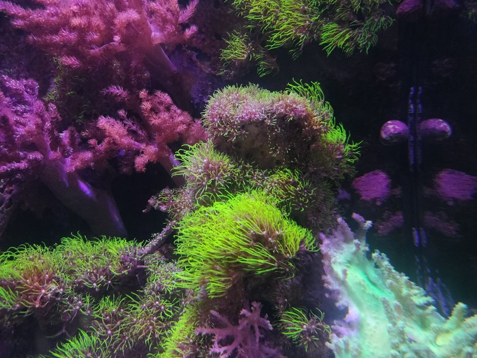 Coral green star polyps