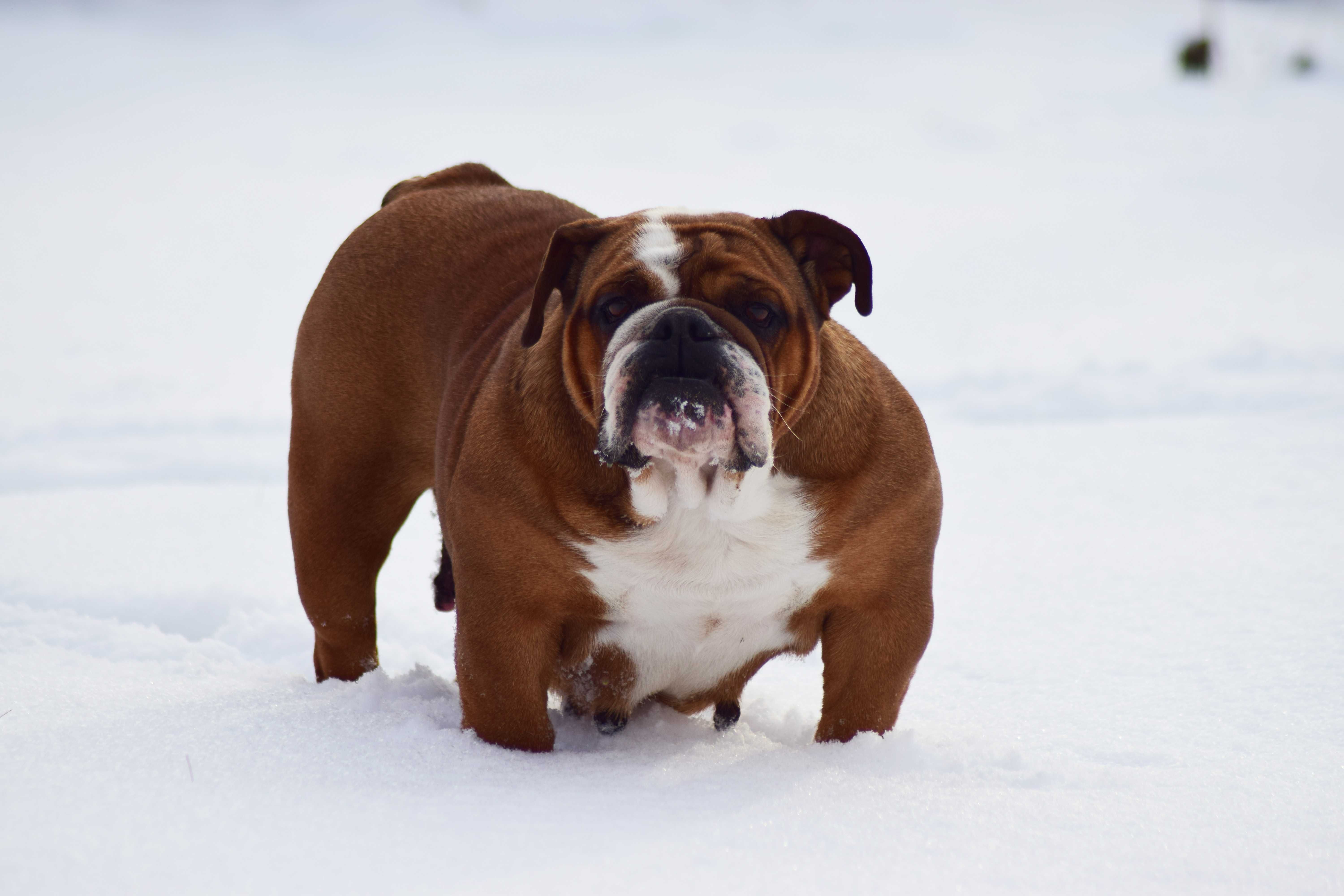 Buldog Angielski Suczka Tricolor