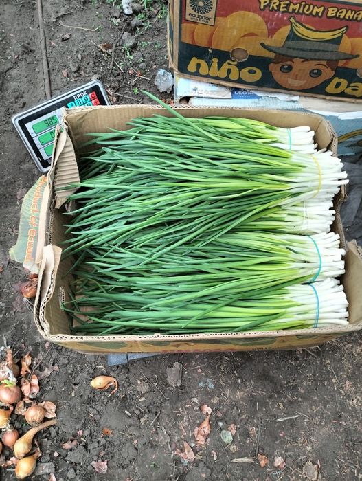 Продам перо цибулі