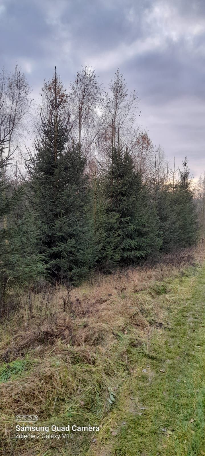 Choinki, świerki - plantacja ekologiczna