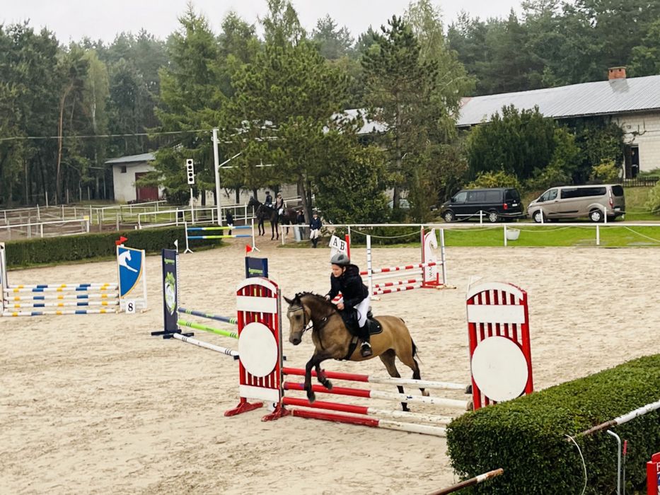 8-letni ŁAGODNY KUC DO SPORTU - kuc walijski