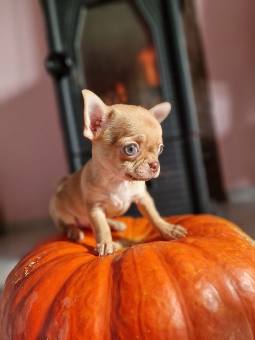 Терміново! Велика знижка! Тільки хлопчики. Поспішайте . Доставка по об