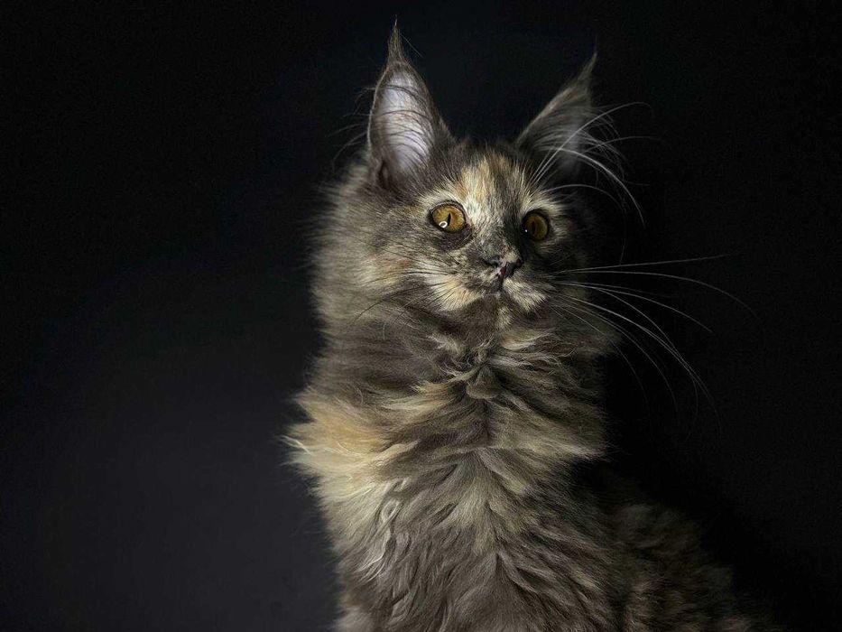 Кішечка мейн-кун зі всіма документами WCF та щепленнями Доставка