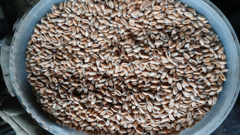 Pszenica Ozima Banatus 2025