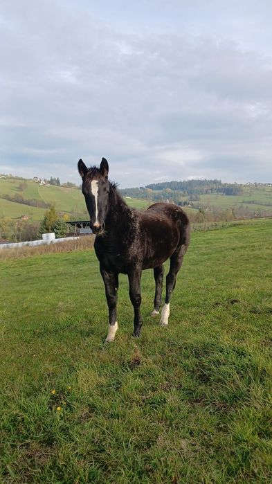Klacz śląska 5 miesięcy