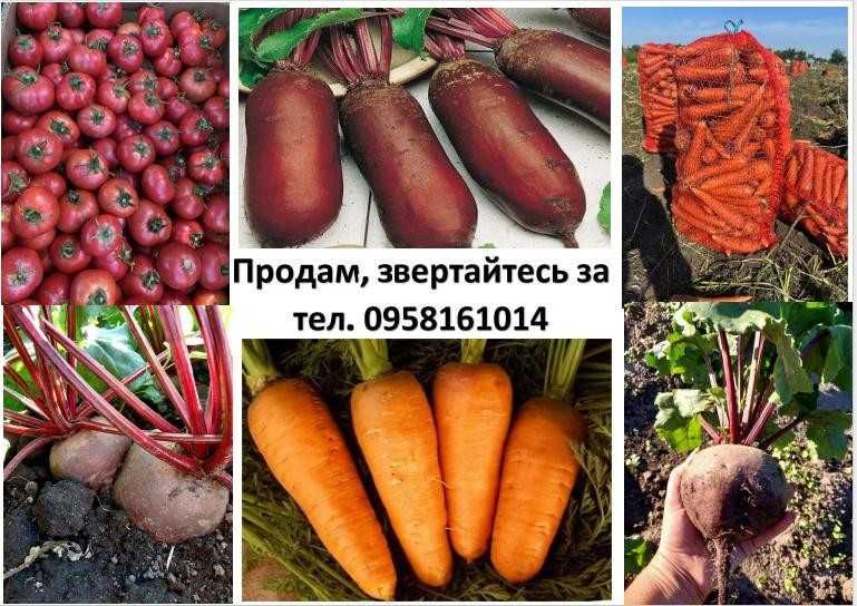 Продам буряк, моркву, помідори