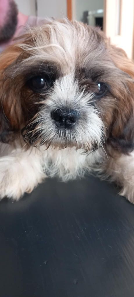 Mały Panicz SHIHTZU