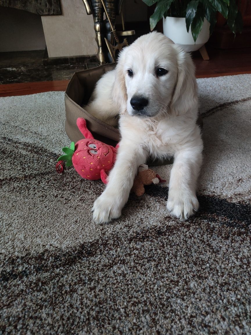 Golden Retriever piesek